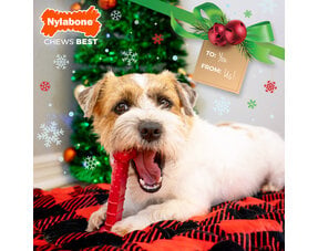 Nylabone Kerstkluiven voor Honden 