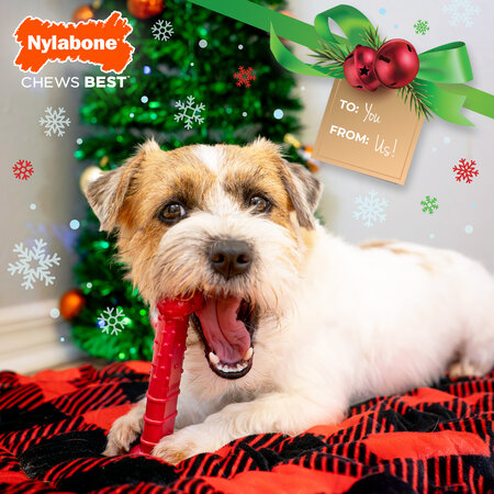 Nylabone Power Chew Holiday Bone Medium Beef – Het perfecte kerstcadeau voor krachtige kauwers