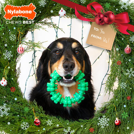 Nylabone Power Chew Holiday Ring XL met frisse wintergreen smaak