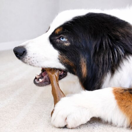 Nylabone Strong Chew Femur Bone Large – Bizon & Hert  (Real Taste)
