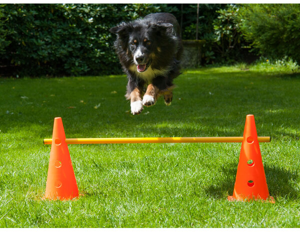 De-Tail Agility  horde met springstok 38 x 100 cm