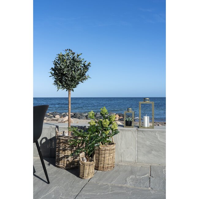 Feigenbaum - Kunstpflanze, grün H:60 cm