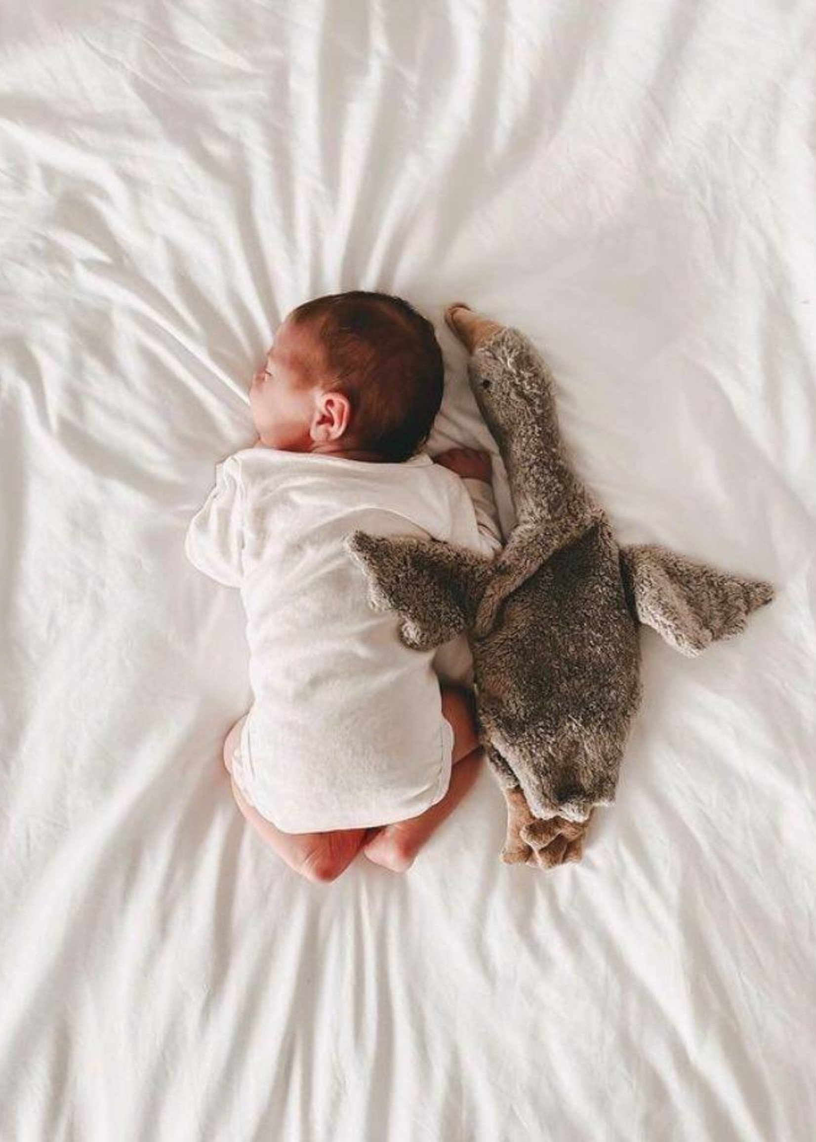 senger cuddly animal goose small