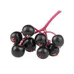 Elderberry 