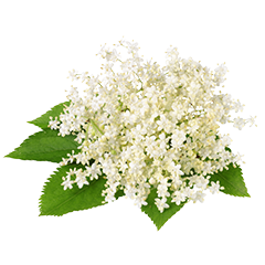 Elderflower 