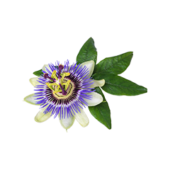 Passionflower 