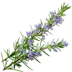 Rosemary 