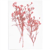 Geperste bloemen - Rood Gipskruid - 8 stuks