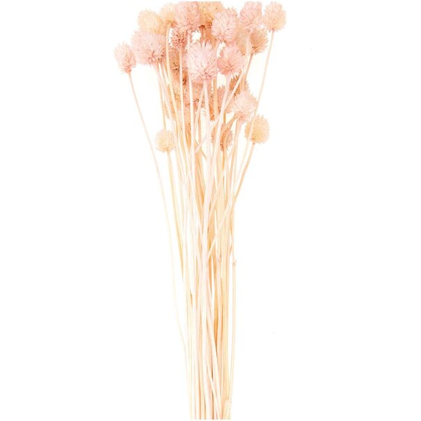 Droogbloemen - Japanse distel roze 50gr