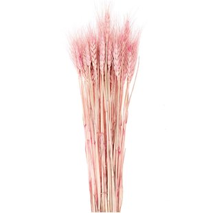 Droogbloemen - Gedroogde tarwe roze
