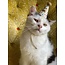 Mini Party Hat for Pets