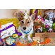 Pawty Party Pet Party in a Box Pawty Party Pet Party in a Box