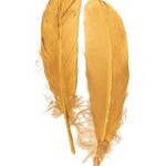 Ganzenveer Goud 18-20 cm per 10