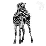 Strijkapplicatie zebra