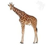 Strijkapplicatie giraf