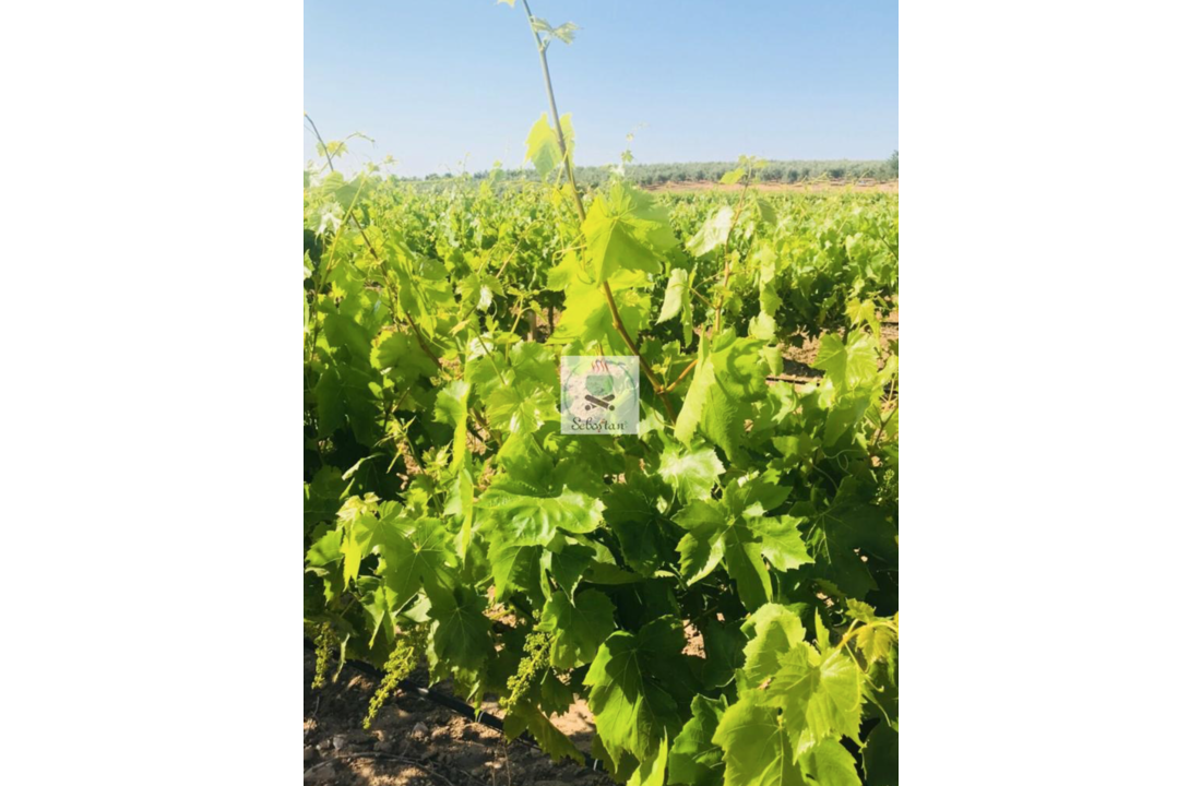 Pickled sultaniye seedless grape leaves KudoMarkt