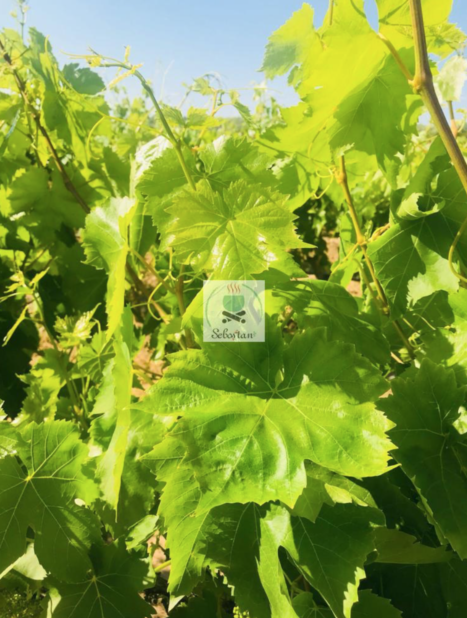 Pickled sultaniye seedless grape leaves - 1 kg