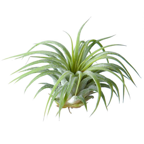 Tillandsia Ionantha Rubra Tillandsia Ionantha Rubra