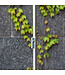 Weltevree Tuindouche Serpentine Tuindouche