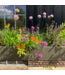 Weltevree - Gardenworks - Moestuintafel en plantenbak op hoogte