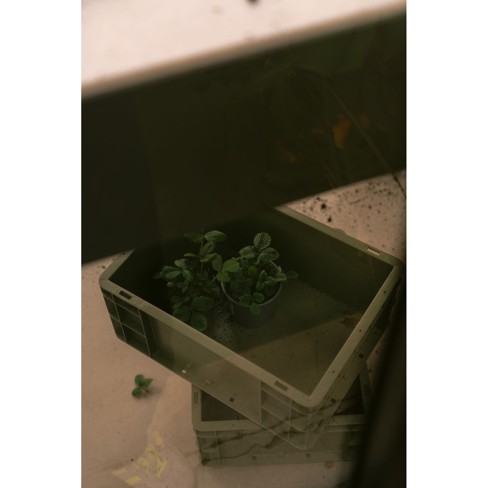 Weltevree Weltevree - Gardenworks Crate