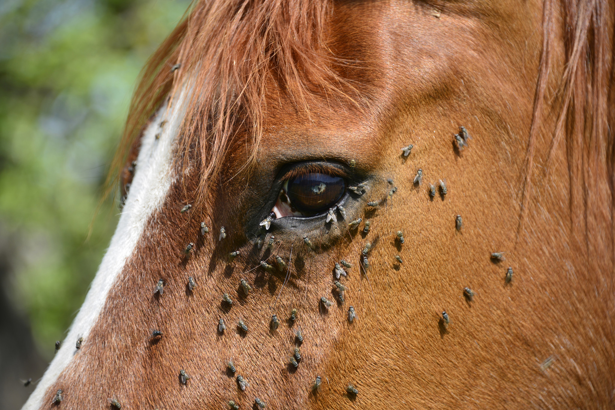 Protect Your Horse From Flies
