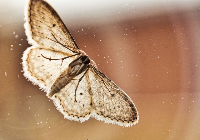 How To Get Rid Of Moths Naturally Ecobusters Fly and Insect protection