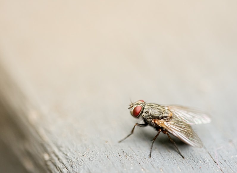 How to Get Rid of Flies Indoors