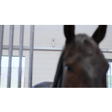 EcoStable Spray 250ml - Insektenspray, Insektenabwehr gegen Fliegen, Mücken, Bremsen