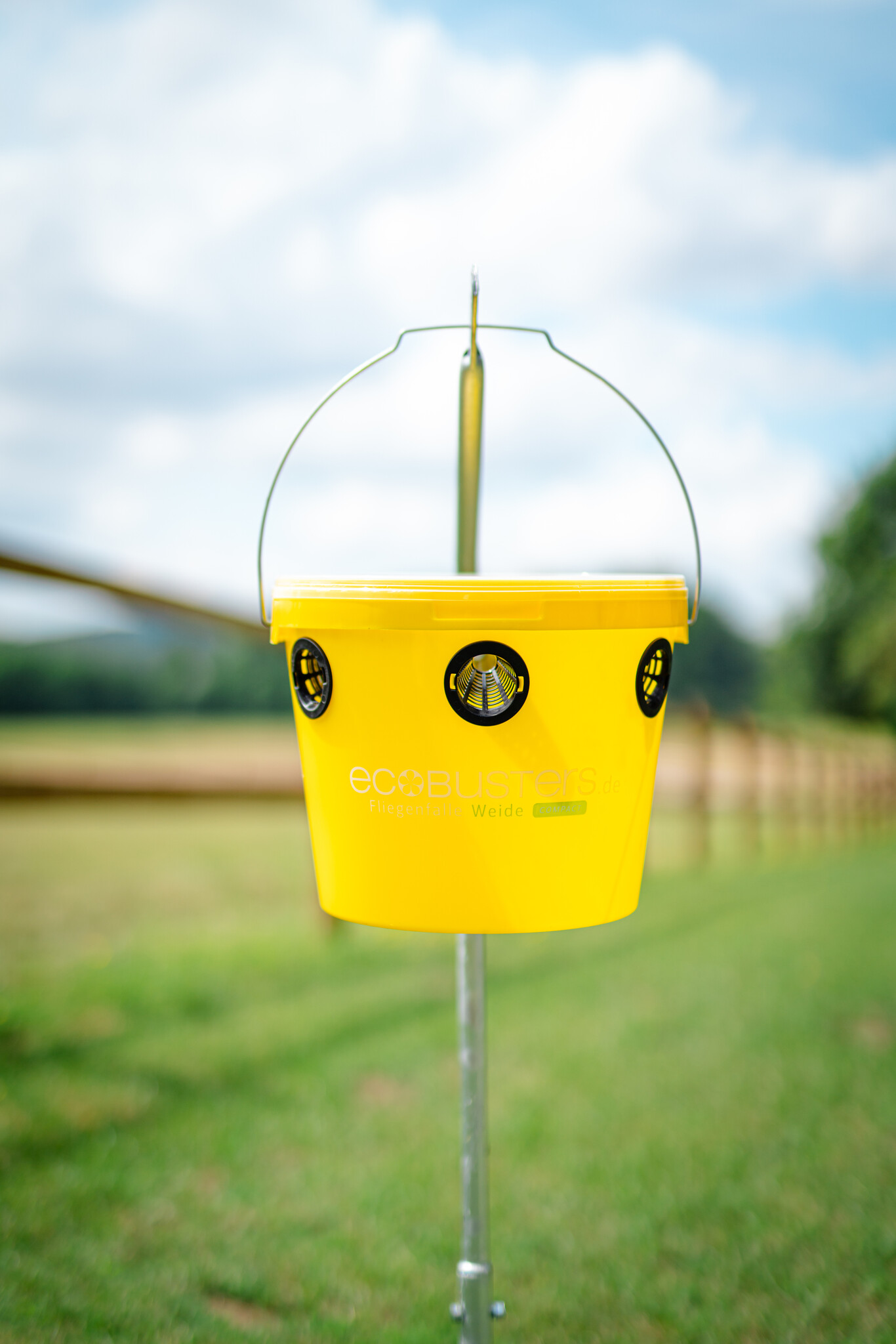 You should keep this in mind to ensure that the fly trap willow works optimally!