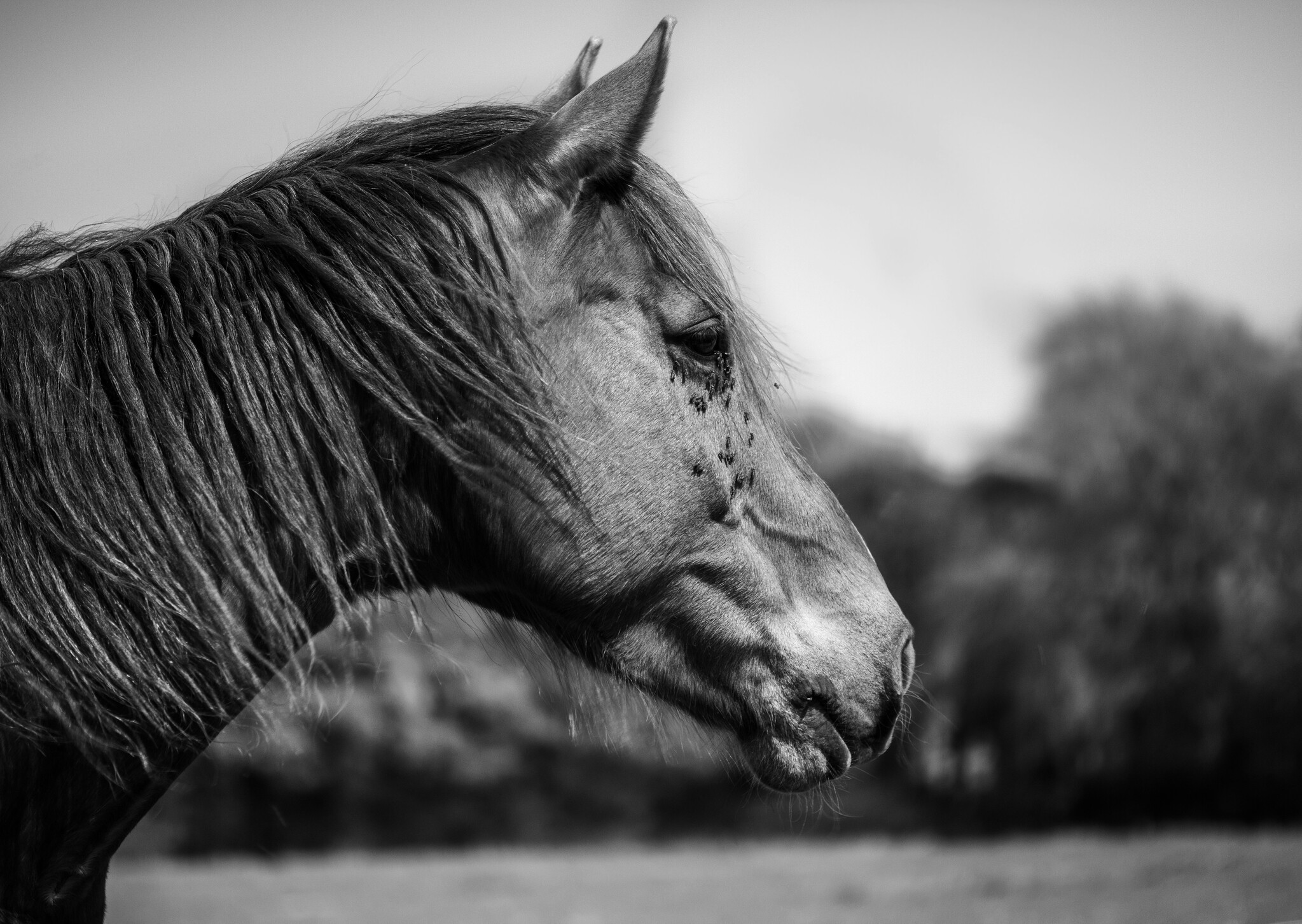 Insectenbescherming voor paarden: Hoe je je paard kunt beschermen tegen vervelend ongedierte 