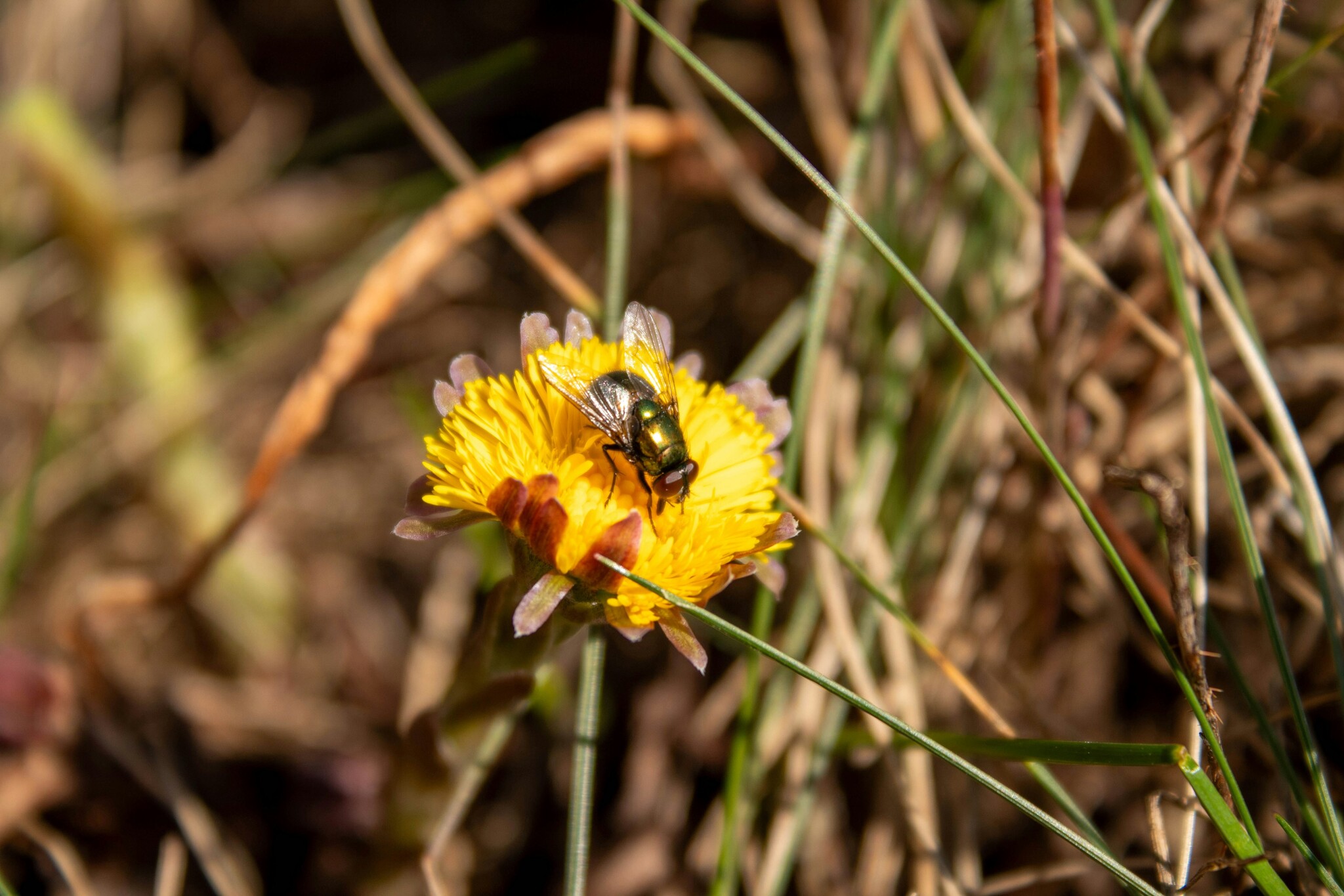 Insectenspray in de herfst: waarom het nog steeds belangrijk is