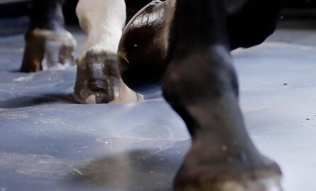 EliteStall – The Premium Stable Flooring for Comfort, Health, and Sustainability
