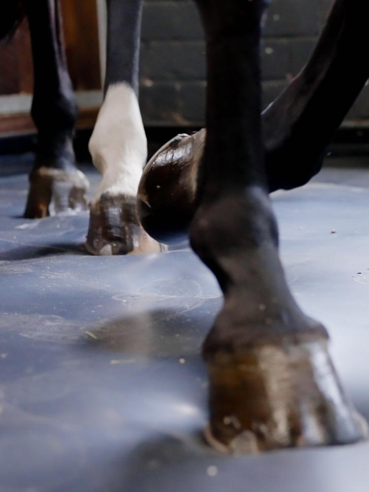 EliteStall – The Premium Stable Flooring for Comfort, Health, and Sustainability