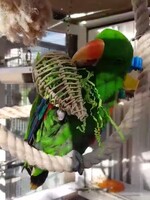 Gaaien-frutsels willow balloon