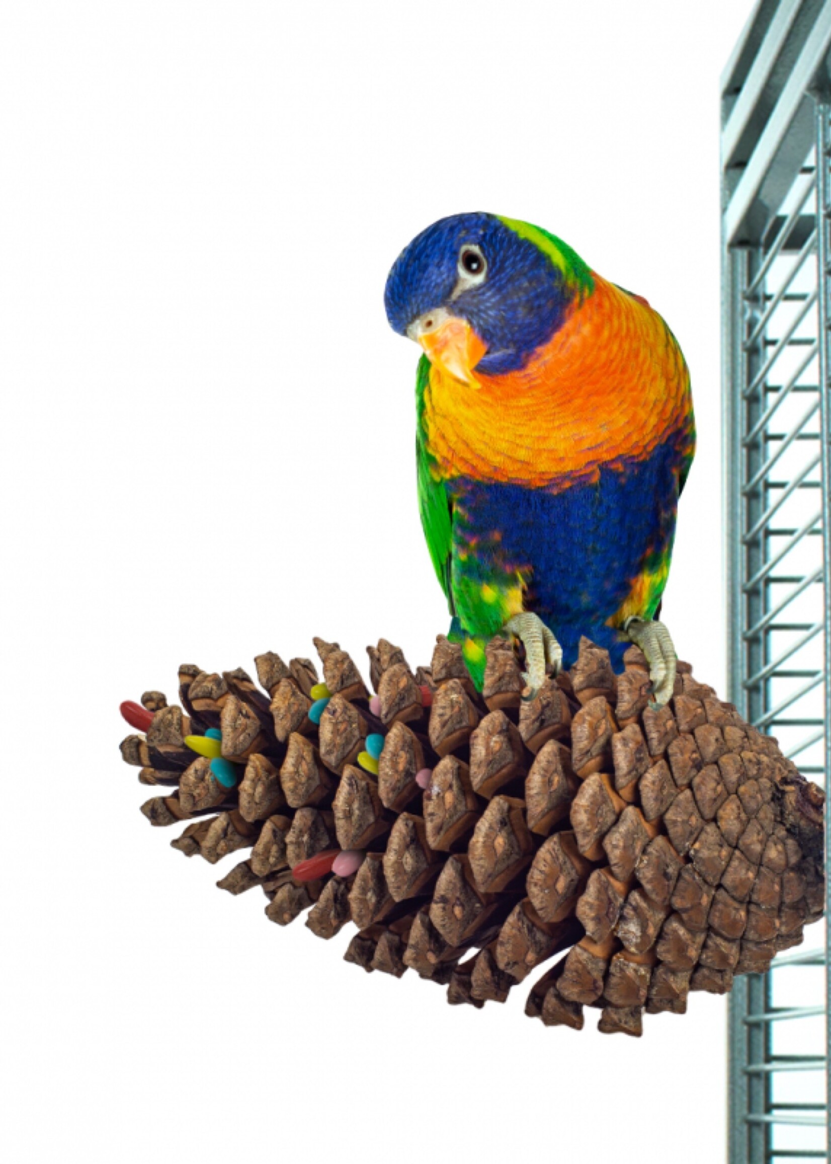 Back Zoo Nature BZN Foraging Pine Cone