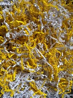 Gaaien-frutsels Paper strings mix Yellow crested cockatoo