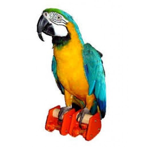 Roller Skates LOW - Large