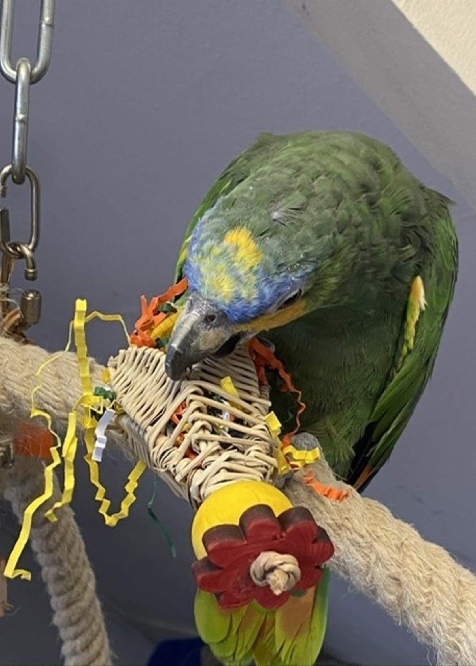 Gaaien-frutsels Tulp foerage