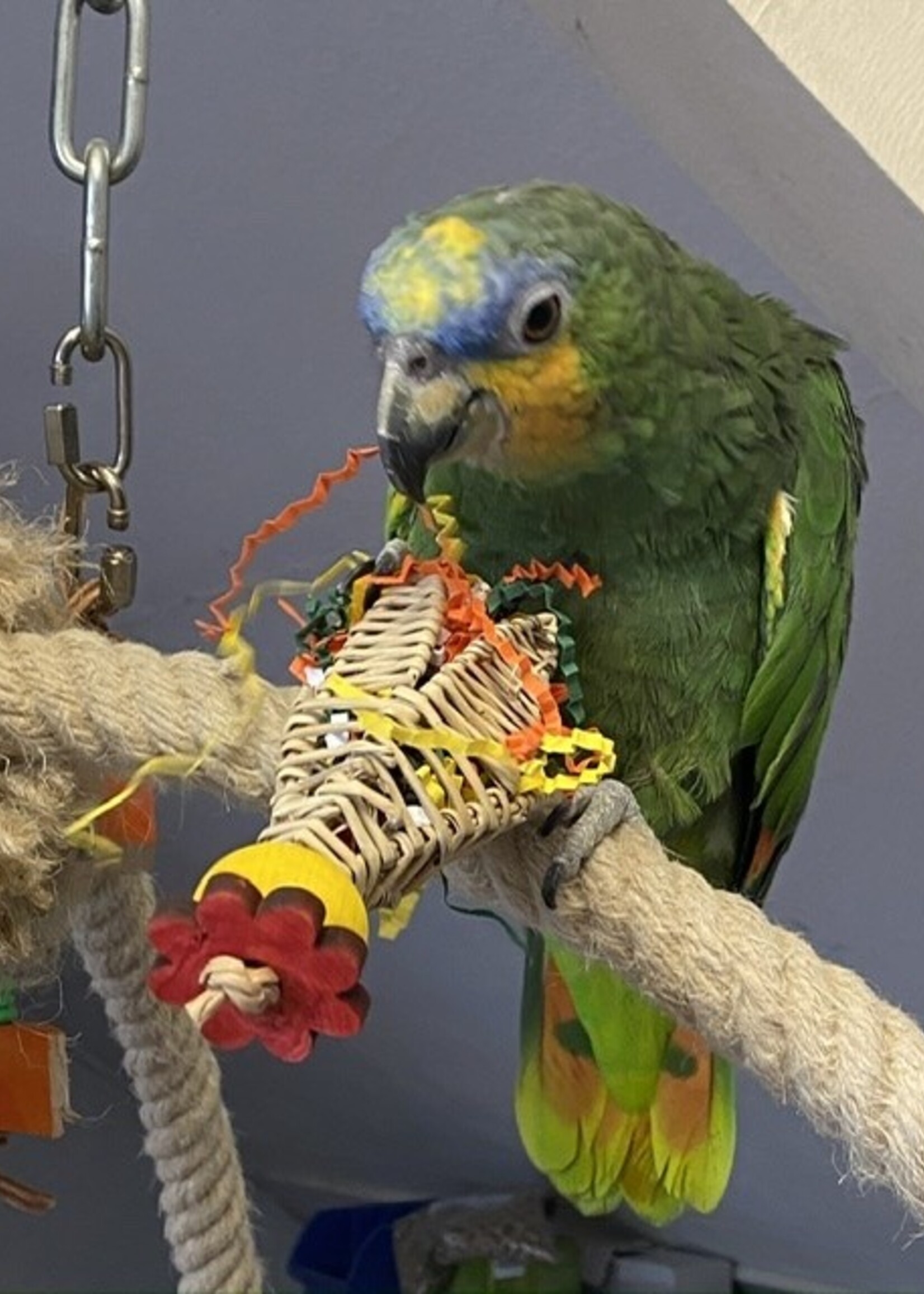 Gaaien-frutsels Tulp foerage