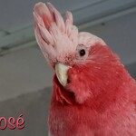 Mijn Rose kaketoe’s Pink en Rosé