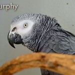 Mijn grijze roodstaarten.