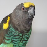 De meyers Pukka en Luna