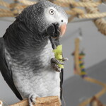 Mijn Timneh Roodstaarten.