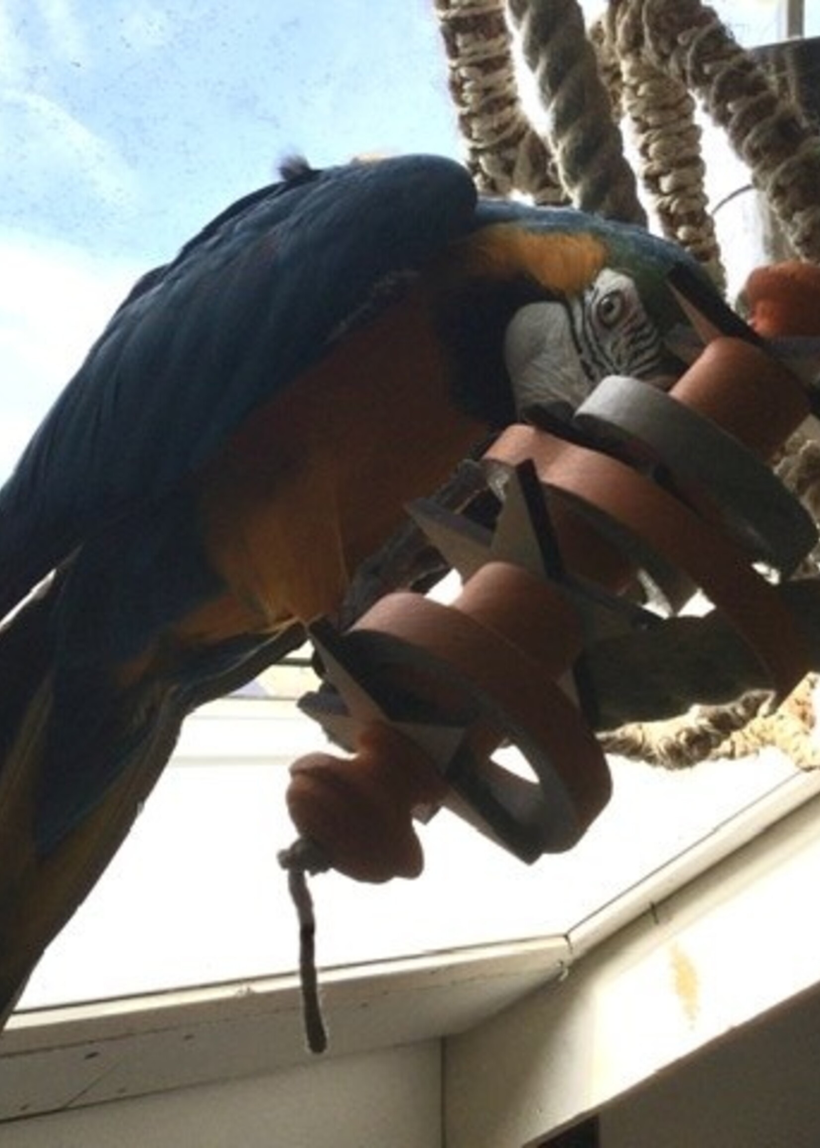 Gaaien-frutsels Birdy bangle pipe voetspeeltje
