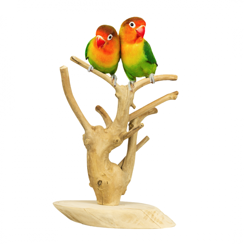 Back Zoo Nature Java Playstand Mini