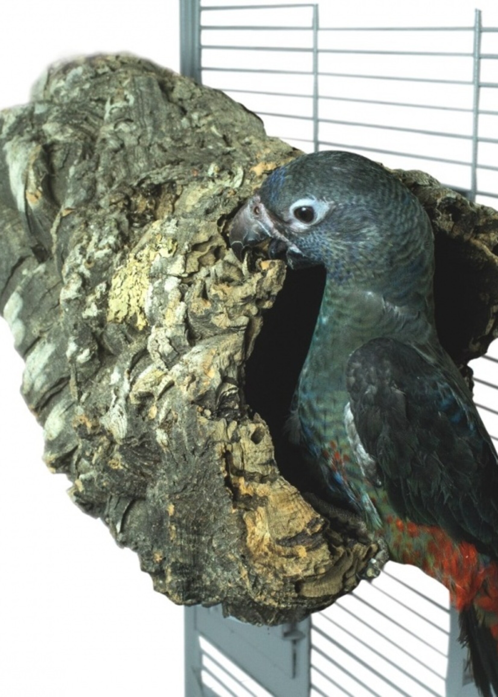 Back Zoo Nature Back Zoo Nature TrunkHut Large