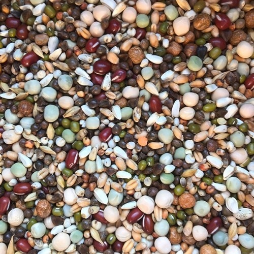 Kiemzaad papegaai