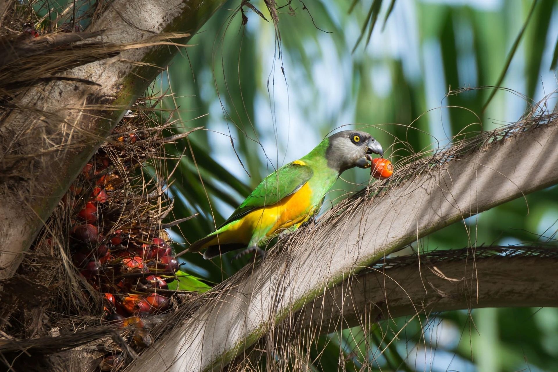 Palm nuts