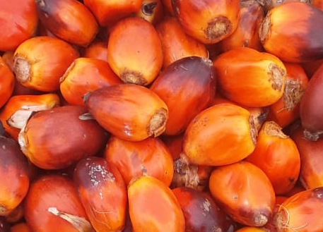 Palmnoten